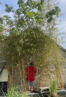 Bambus - vivax, cca 5 m