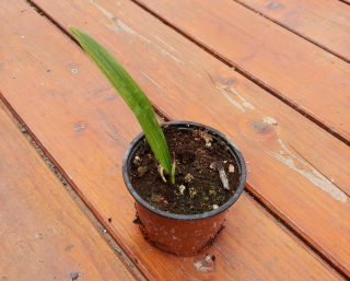 Chamaerops humilis, sazenice 1 list, 15 cm