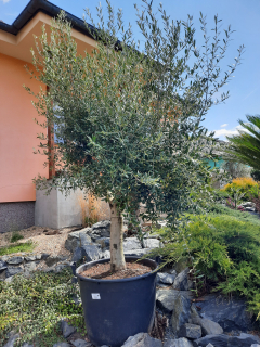 Olivovník 250cm 
