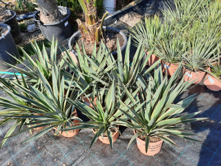 Yucca gloriosa panašovaná, výška cca 50cm