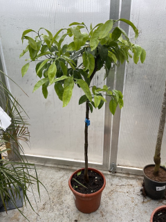 Grep výška cca 120/150cm
