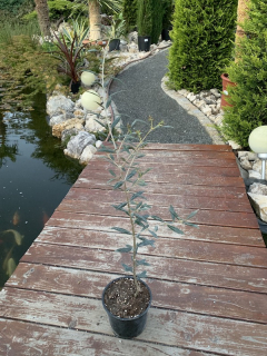 Olivovník výška cca 50/70 cm