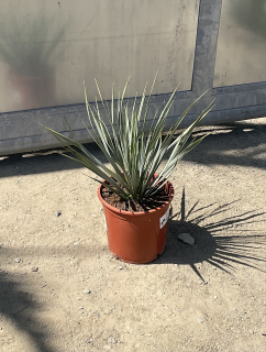 Yucca rostrata,  cca 20-30 cm