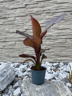 Ensete ventricosum "Maurelii"  cca 40-45+ cm 