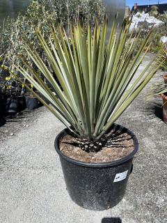 Yucca rigida 50+cm