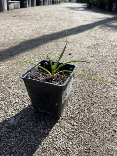 Yucca elata sazenice  +-10 cm