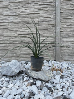 Hesperaloe parviflora (cca 60 cm