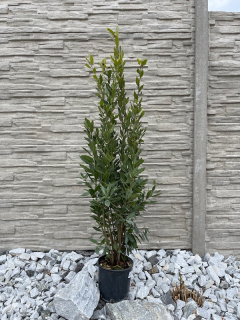 Vavřín (bobkový list) cca 160-170 cm