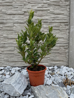 Vavřín (bobkový list) cca 70-80 cm