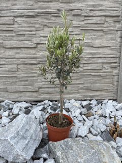 Olivovník (cca 60-70cm)