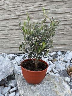 Olivovník (cca 30-40 cm)