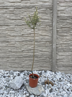 Olivovník (cca 130-140 cm)