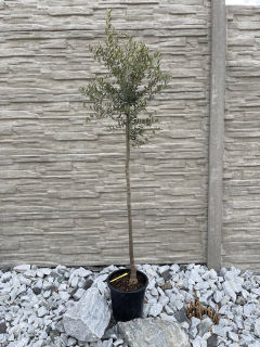 Olivovník (cca 140-160 cm)