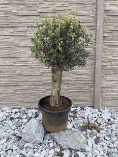 Olivovník (cca 100-110 cm)