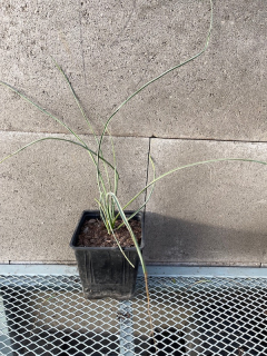 Yucca elata sazenice  +-25 cm