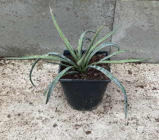 Yucca filifera cca 13 cm