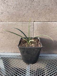 Yucca filifera cca 15 cm