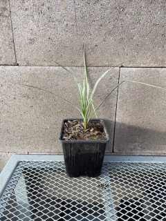 Yucca rigida cca 20-25 cm 