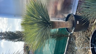 Yucca rostrata 130cm