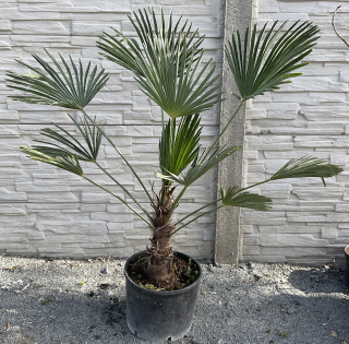 Trachycarpus wagnerianus cca 90 cm 
