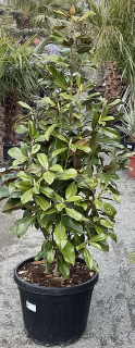 Magnolia grandiflora cca 140 cm