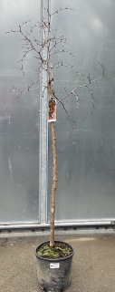 Ziziphus jujuba (čínské datle) cca 180 cm
