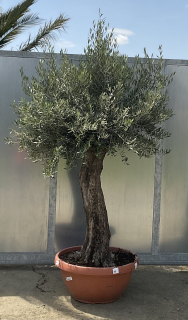 Olivovník (cca 230 cm)