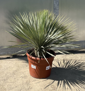 Yucca rostrata,  cca 90 cm