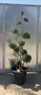 Olivovník (cca 190 cm)