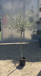 Olivovník (cca 160-170 cm)