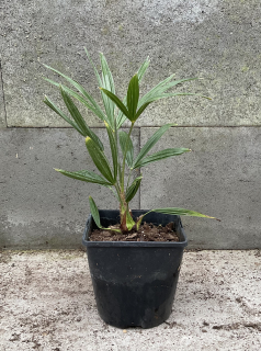 Trachycarpus fortunei, cca 25-30 cm 