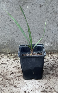 Sabal palmeto lisa, cca 15-20 cm 
