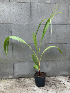 Washingtonia robusta sezenice  cca 55-65 cm