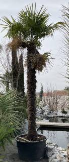 Trachycarpus fortunei, cca 380 cm 