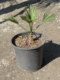 Trachycarpus wagnerianus  cca 15 cm 