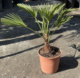 Trachycarpus wagnerianus cca 30-35  cm 