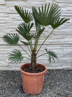 Trachycarpus wagnerianus, cca 60 cm 