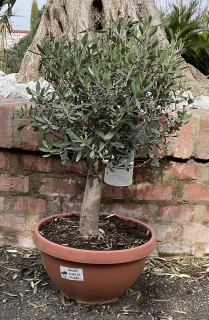Olivovník, cca 60 cm
