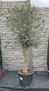 Olivovník, cca 150 cm