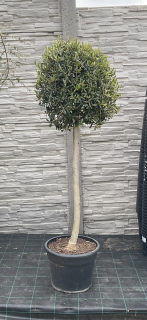 Olivovník, cca 135 cm
