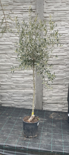 Olivovník, cca 125 cm