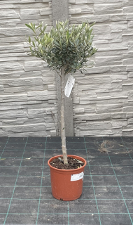 Olivovník, cca 70 cm