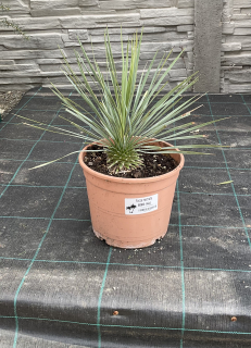 Yucca rostrata,  cca 30 cm