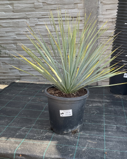 Yucca rostrata,  cca 50 cm