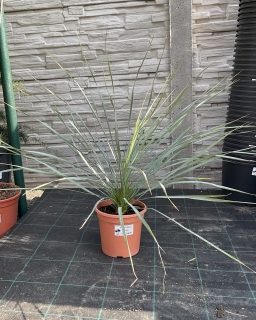 Yucca rostrata,  cca 60 cm