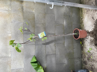Ficus carica, cca 150 cm 