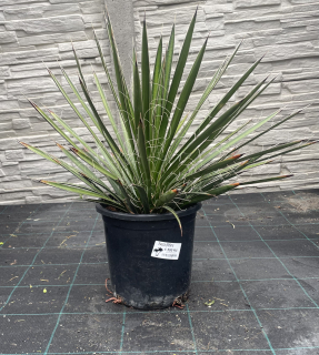 Yucca filifera, cca 40 cm