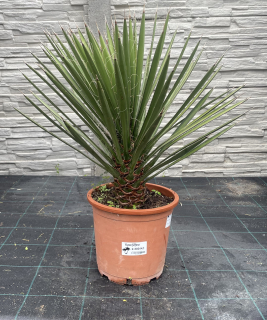 Yucca filifera, cca 45 cm