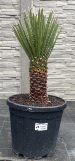 Yucca filifera, cca 50 cm