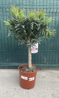 Nerium oleander, cca 65 cm  
